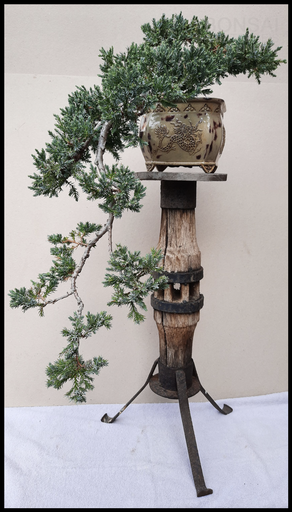AK Online - Ausstellungen  - Bonsai Arbeitskreis Steinfurt