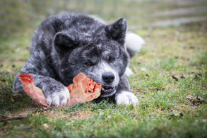 Akita Rüde mit grossem Trutenhals