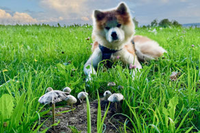 Mykotherapie Hund