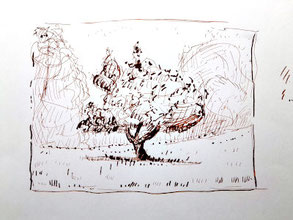 Federzeichnung, Baum im Kurpark in Bad Tölz