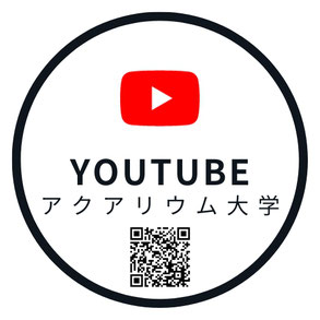流木・溶岩石なら水槽素材オンラインショップ - 水槽素材【公式】
