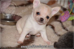 chiot chihuahua poils courts