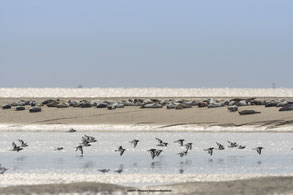 Somme Groupes - Voyages en groupes - Somme - Groupes - Réceptif - Séjour - Hauts de France - Baie de Somme - Randonnée - Phoques - Faune - Oiseaux - Marquenterre - Veaux-marins