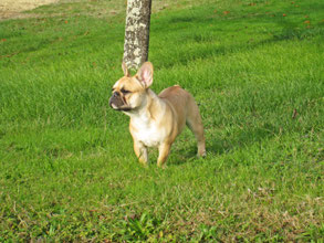 bouledogue français Maddox