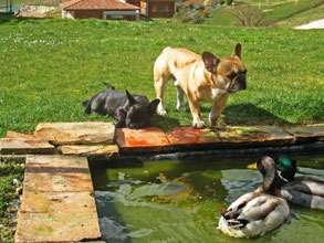 Bouledogue français Maddox & Hiro