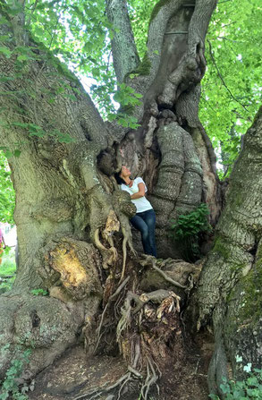 Natur erleben in Bayern: Tassilo-Linde in Wessobrunn