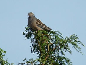 ハト科 - 流山の野鳥