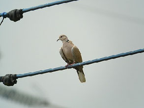 ハト科 - 流山の野鳥