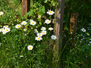 Margeriten