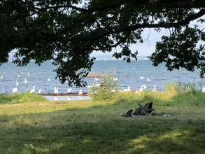 Bodenseefeeling mit Schwanansammlung