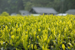 お茶畑のイメージ写真