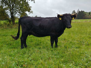 kleine Schwarze Färse "Rosemarie" Vater Accolon trächtig von Merlin Pp. *22