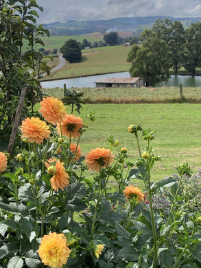 Dahlias overlooking the old dairy shed.