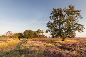 Vakantiehuisje Drenthe Dwingelderveld