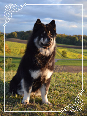 Rassestandard 291 Eurasier Vom Sagenharz