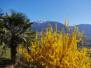 Foto von Palme, Ginster in Dorf Tirol mit Blick Richtung Ifinger