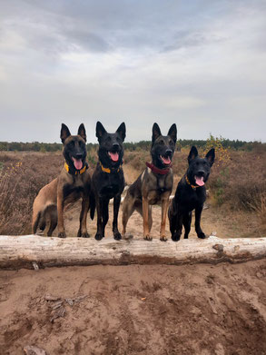 Op bekend terrein met veel overzicht mogen de honden los.