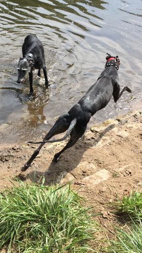 Die Galgos Noche und Alma beim Baden in einem Fluss.