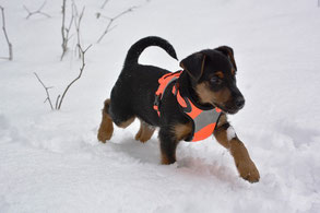 Un chien de race Jagdterrier noir et feu courre dans la neige. Il porte un harnais fluo orange par coachcanin16 educateur canin à domicile charente 