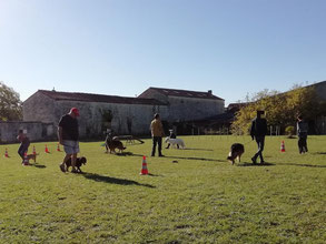 Séance de marche en laisse au centre canin de coachcanin16 educateur canin cognac, angoulême, jarnac