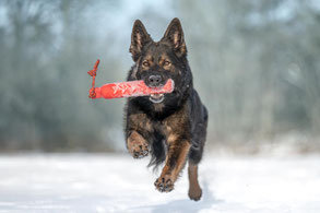 Hundefotografie Berlin im Winter – Hund im Schnee
