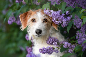 Hundefotografie Flieder Berlin – Hund im Flieder