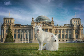 Hundefotografie Stadt Berlin – Hund vor dem Reichstag Berlin