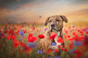 Hundefotoshooting Mohnfeld Berlin Brandenburg – Hund im Mohnfeld