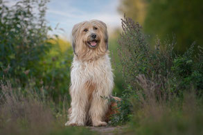 Hundefotoshooting Feld Berlin Brandenburg – Hund auf dem Feld"