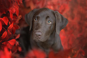 Herbst Hundefotografie Berlin – Hund im roten Weinlaub