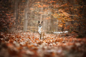 Hundefotografie Herbst Berlin Brandenburg – Hund im Herbstlaub