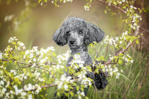 Hundefotoshooting Berlin April – Hund in der Blütensaison