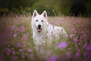 Outdoor Hundefotografie Sommer Berlin – Hund auf Sommerwiese