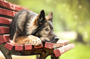 Hundefotografie Park Berlin – Hund im Berliner Park