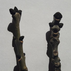 Knospen, Esche, Kräuterworkshop mit Helga Graef
