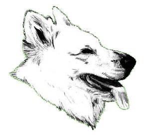 Zucktkollegen Und Verein Weisse Schaeferhundezucht Reutlingen Snow White Von Der Achalm