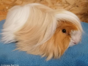 Romeo von den Leverkusener Fellnasen, Foto Kerstin Justus