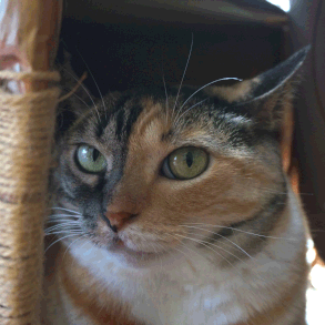 三毛猫しじみ;猫と人,nekotohito,ネコトヒト