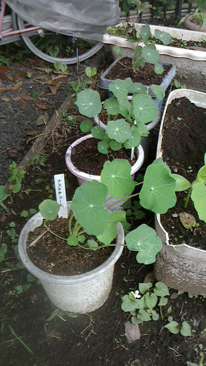 鉢植えされたナスタチューム