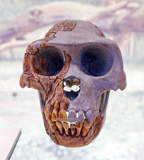 Tiia Monto, CC BY-SA 3.0 <https://creativecommons.org/licenses/by-sa/3.0>, via Wikimedia Commons