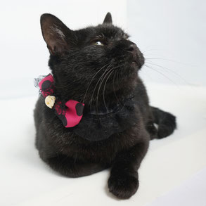 黒猫ののこ;猫と人,nekotohito,ネコトヒト