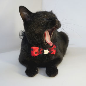 黒猫ののこ;猫と人,nekotohito,ネコトヒト