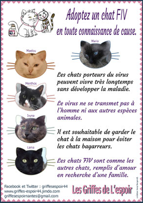 Qu'est qu'un chat FIV ?