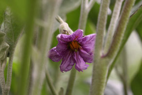 Aubergine