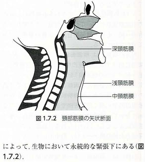 3つの頸筋膜