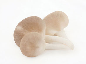 Pleurotus Vitalpilz für Tiere zur Unterstützung von Stoffwechsel und Immunsystem