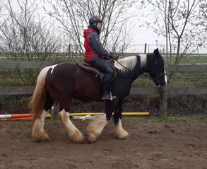 Angst beim reiten problempferd blockaden