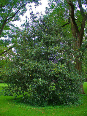    Baum des Jahres 2021     Europäische Stechpalme     Ilex aquifolium   