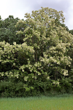 Baum des Jahres 2020     Gewöhnliche Robinie     Robina pseudoacacia