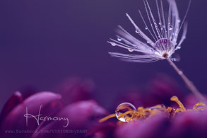 Stillleben, einzelner Pusteblumensamen mit perlenden Wassertropfen auf einer Pink-Violetten Blüte, dunkler einfarbiger Hintergrund